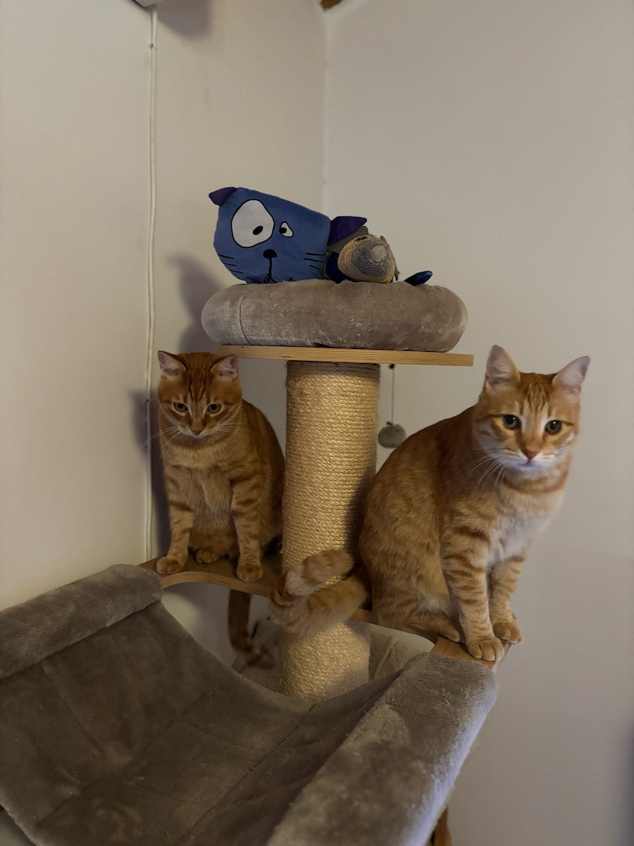 Catlink Scooper Young Version Katzentoilette Selbstreinigend mit Filter und Sieb Gray L60 x B58 x H71cm