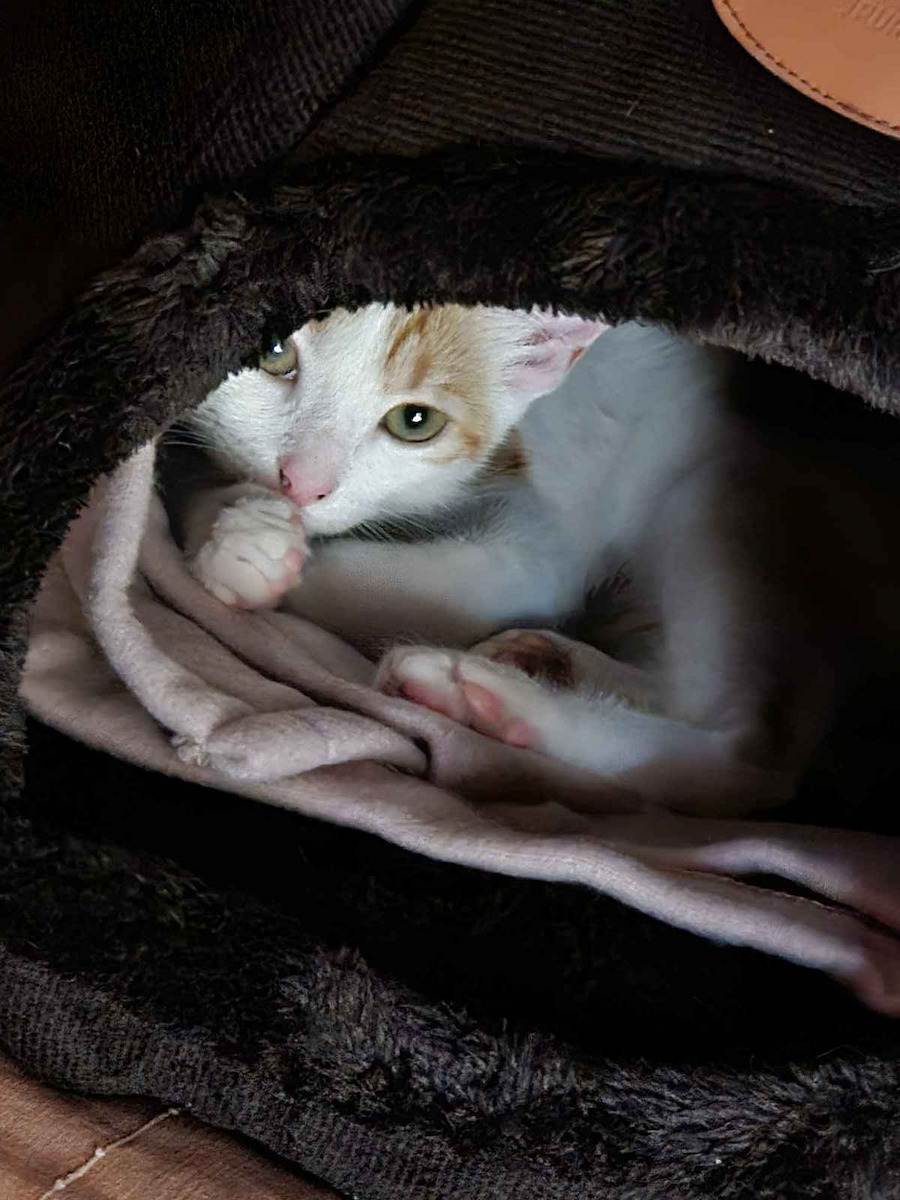 Purlov Nest Cat Black 40x40x37cm