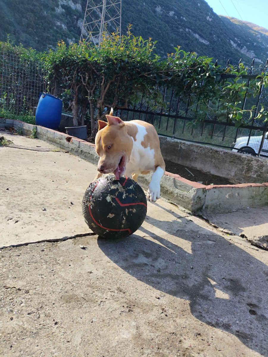 X-FIT Premium Μπάλα Medicine 10kg σε Μαύρο Χρώμα