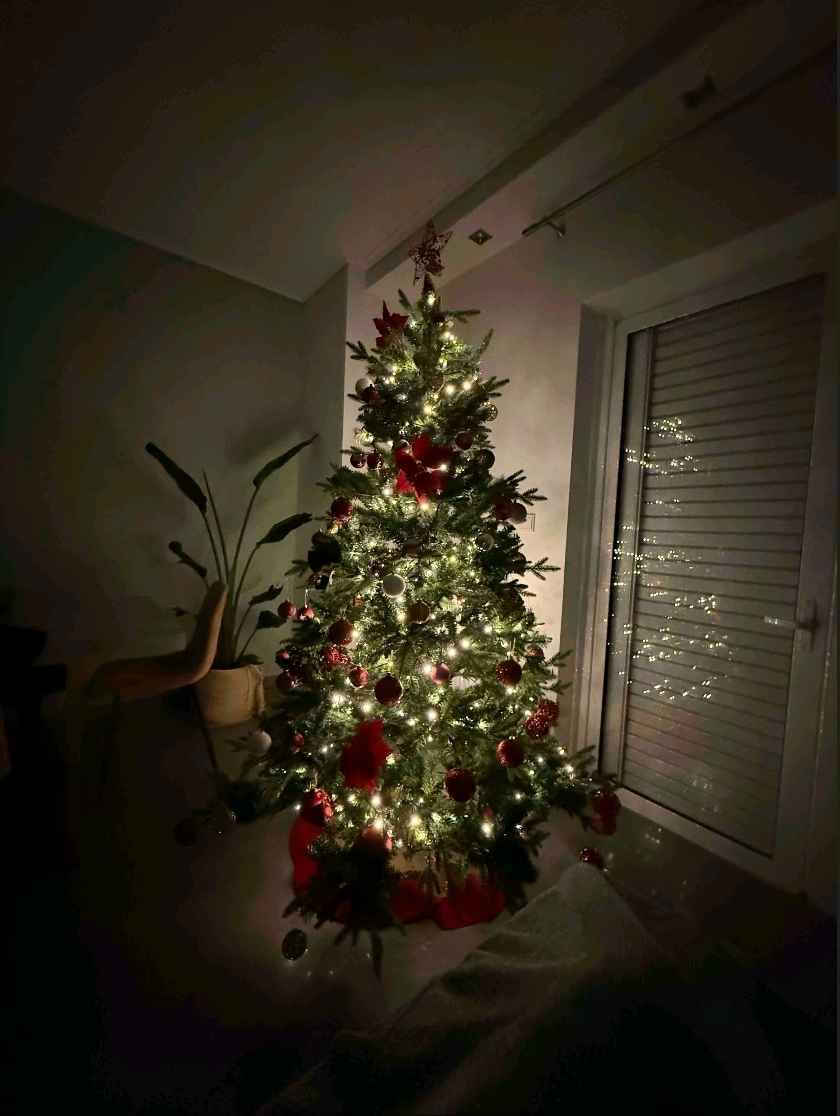 Christmas Tree Deaware Silver Fir 240cm with 3934 Branches