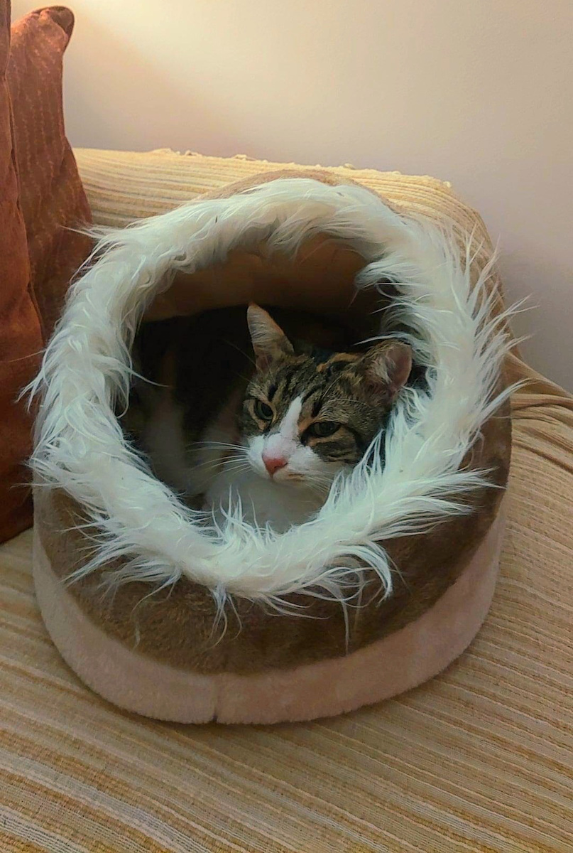 Trixie Minou Φωλιά Γάτας Μπεζ 35x26x41cm
