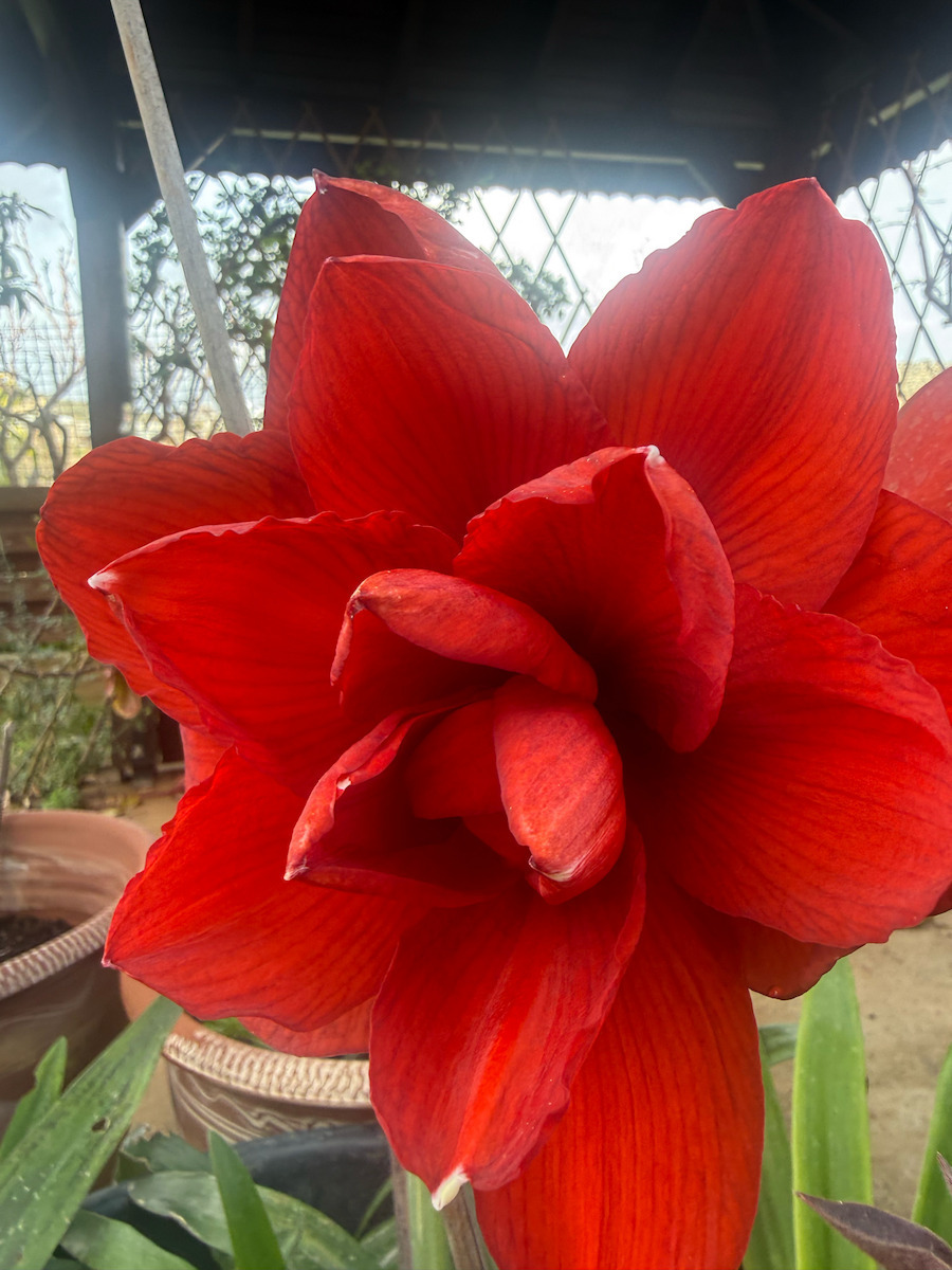 Dianthos Seeds Amaryllisς Peacock Red