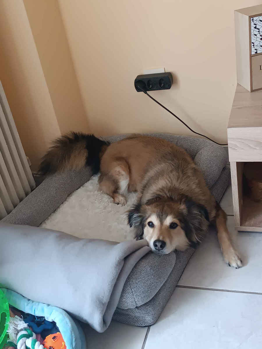 Animal Sofa Dog Bed Orthopedic 77x60cm