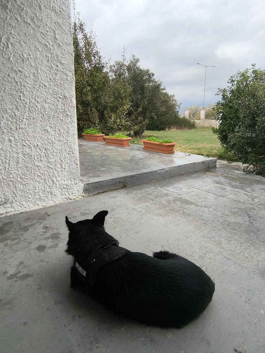 Σαμαράκι Σκύλου Γιλέκο Μαύρο BM030
