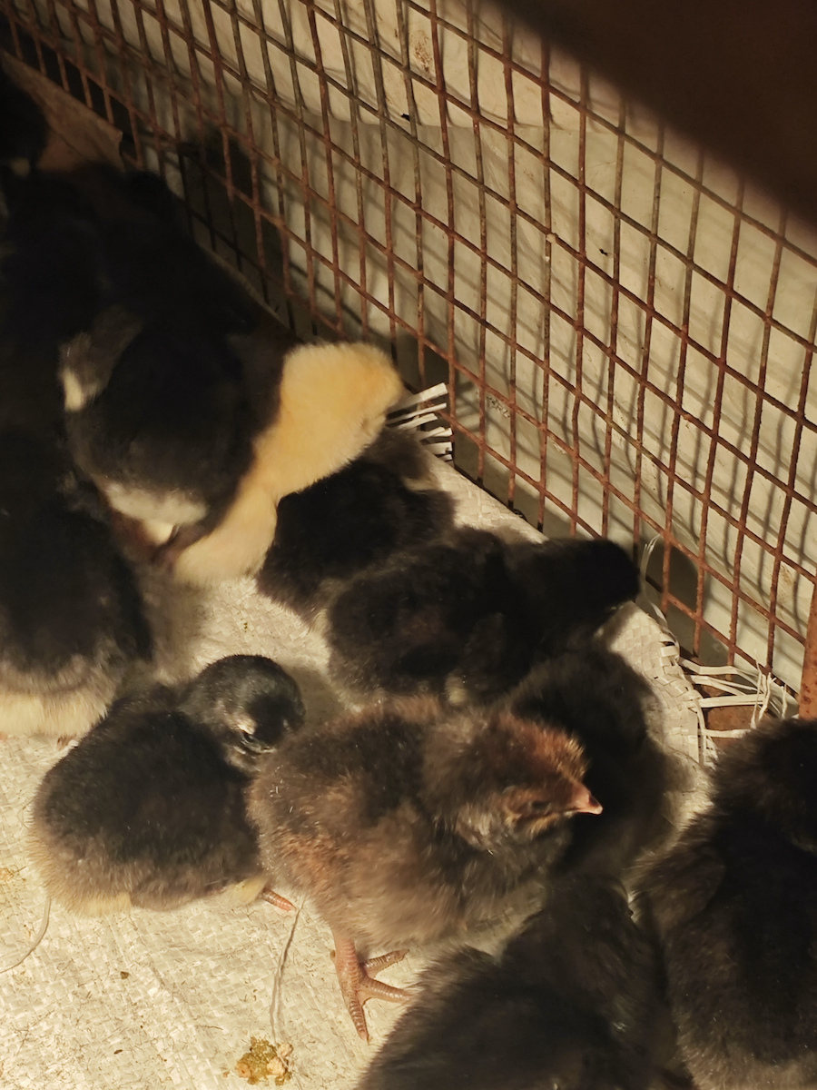 Val Automatic Egg Incubator 51 Eggs