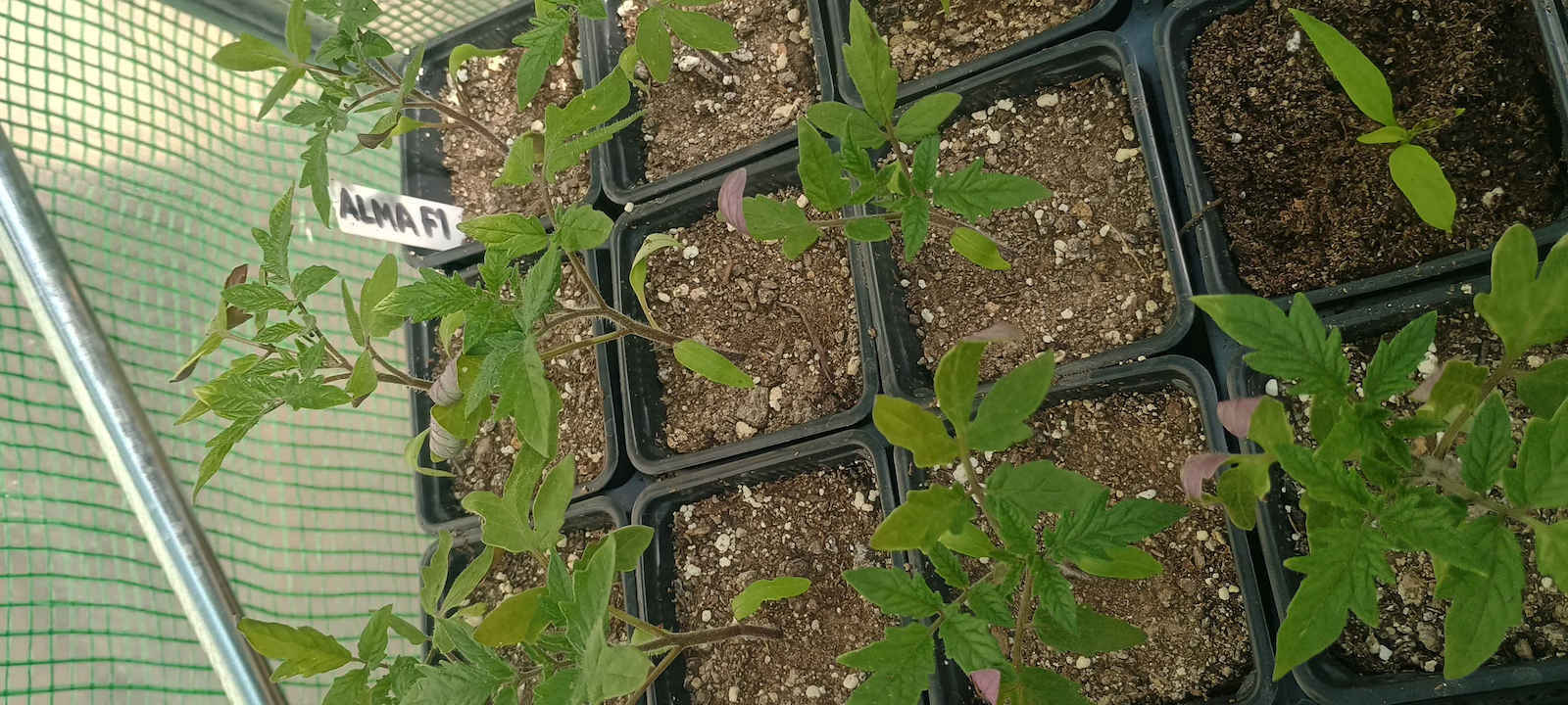 Saatgut Tomate Bella Alma F1