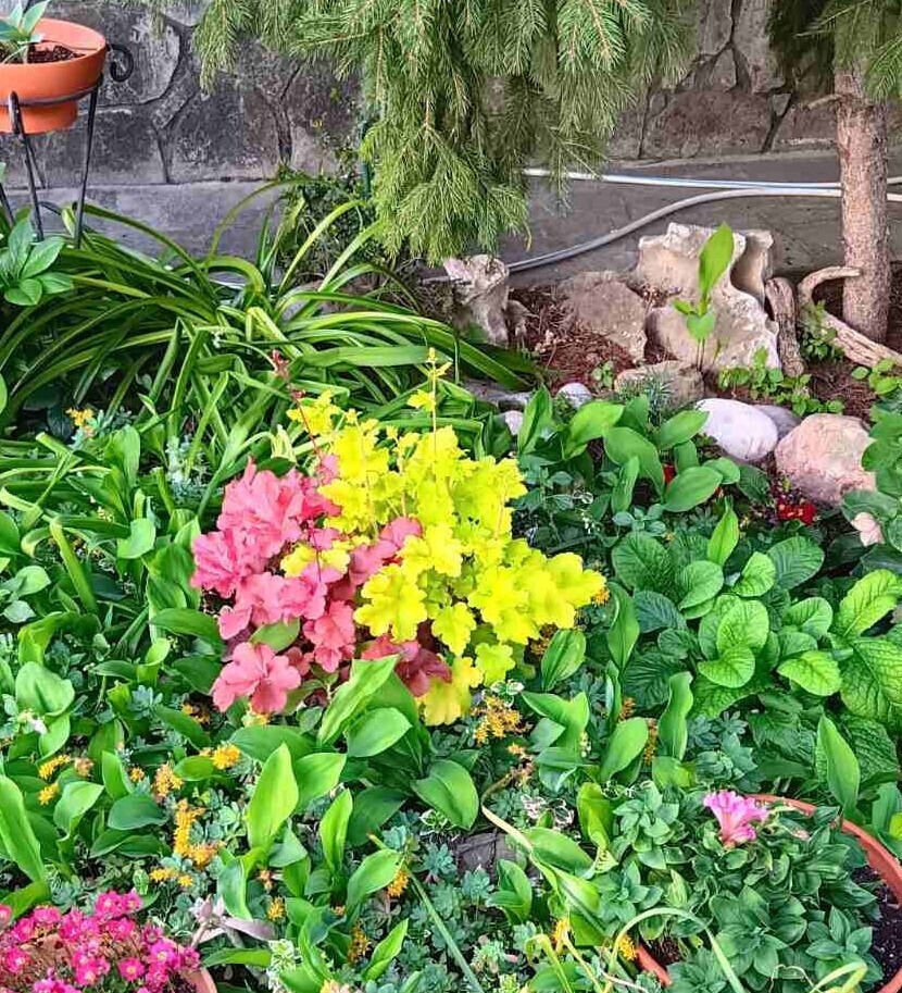 Heuchera 'indian Summer Lime' 12cm