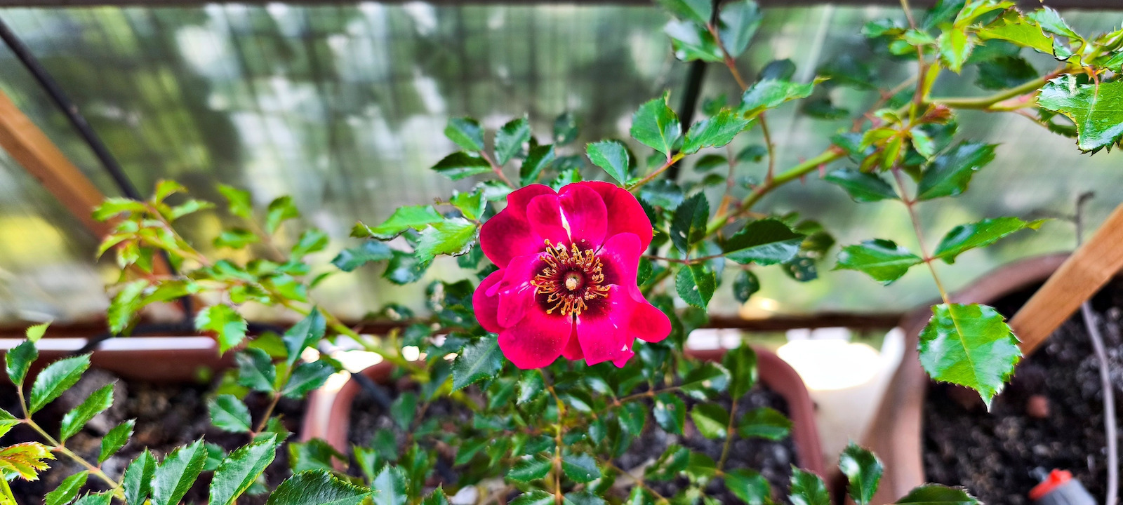 Rosa Babylon Eyes 'diva' 3lt