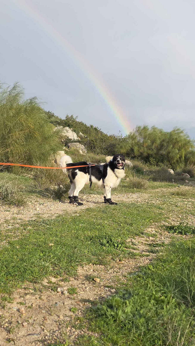 Flexi Λουρί/Οδηγός Σκύλου Ιμάντας σε Πορτοκαλί χρώμα 8m