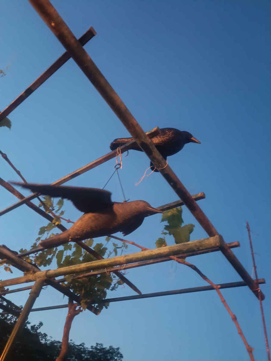 Bradas Raven Repellent Decoy Birds 0.24x0.24m