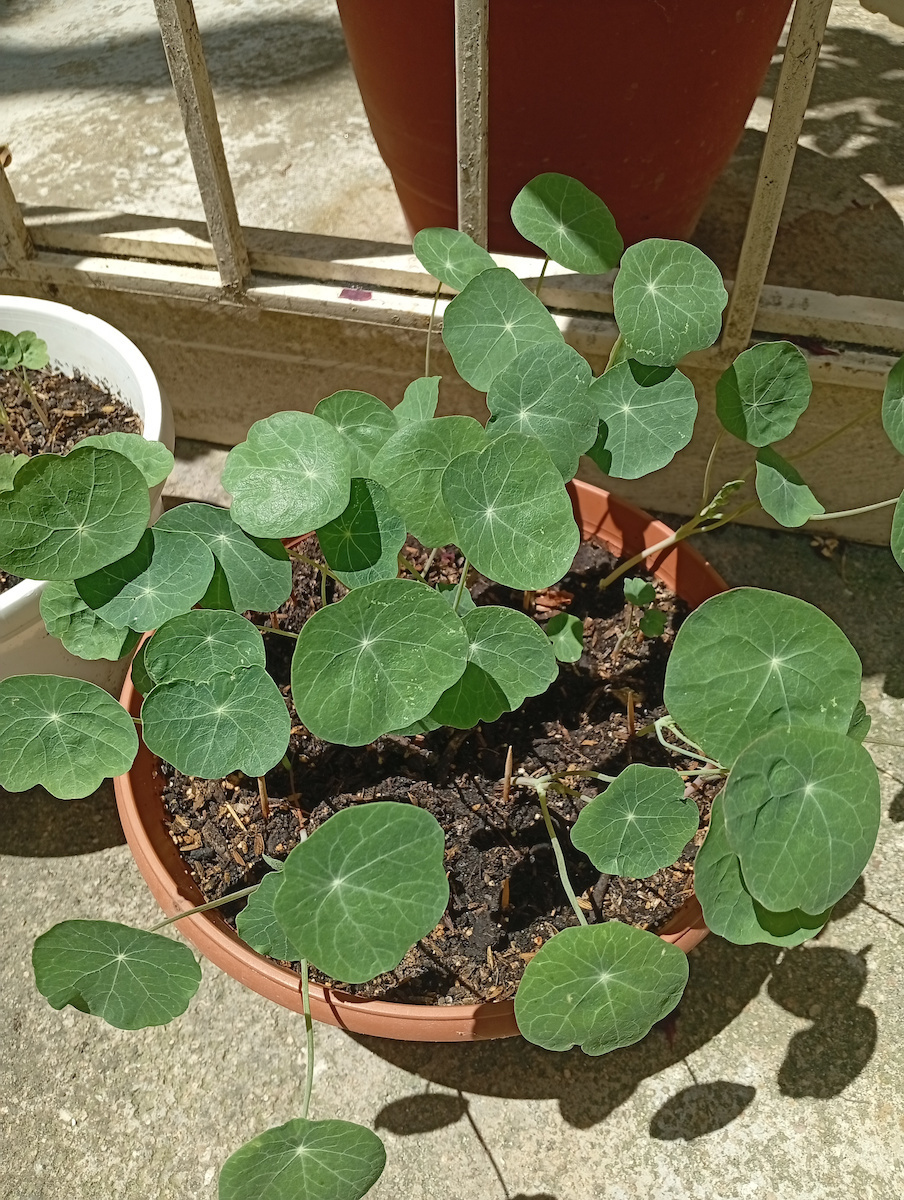 Gemma Seeds Cappuccino Multicolour 2gr