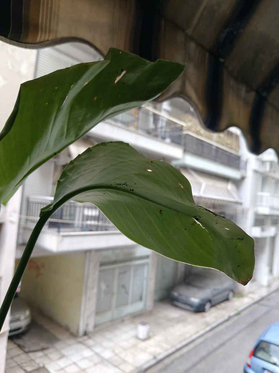 Strelitzia Nicolai 15cm