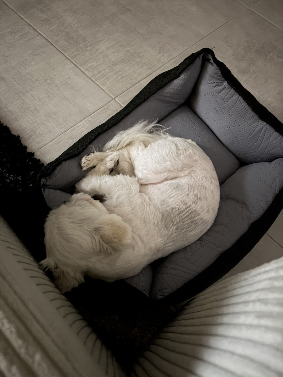 Katzen Kowloon Sofa Hundebett Orthopädisch Grau 50x35cm