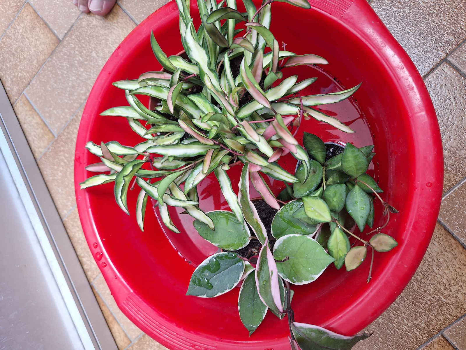 Hoya Wayetii 'Tricolor' 12 cm
