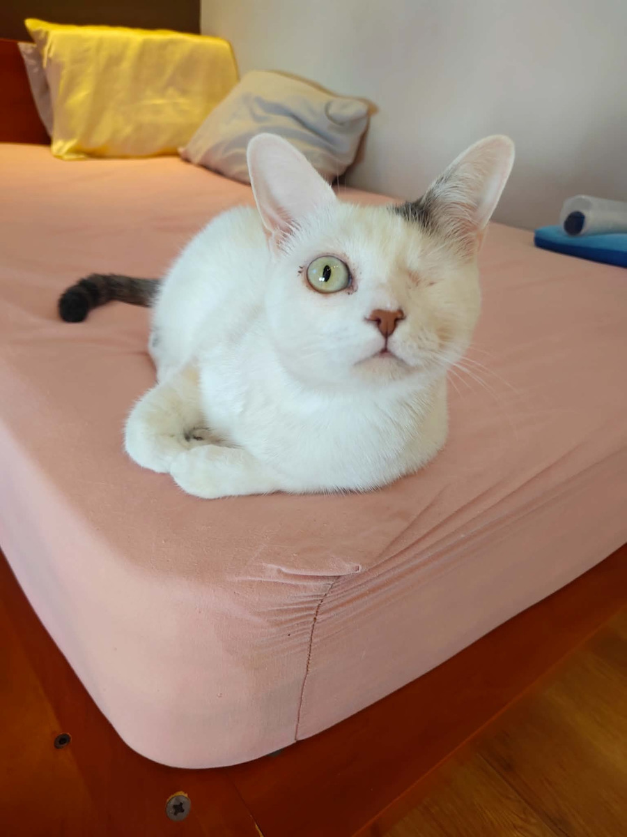 Cature Tofu & Bentonite Bentonite Cat Litter Tofu 5.6kg / 14lt