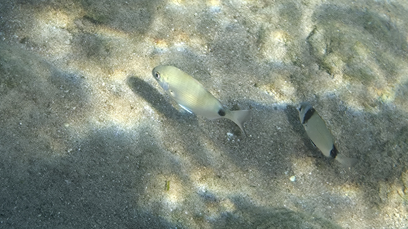 Shellbox Diving Αδιάβροχη έως 6.8" Μαύρο