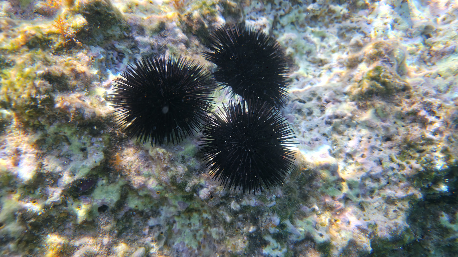 Shellbox Diving Αδιάβροχη έως 6.8" Μαύρο