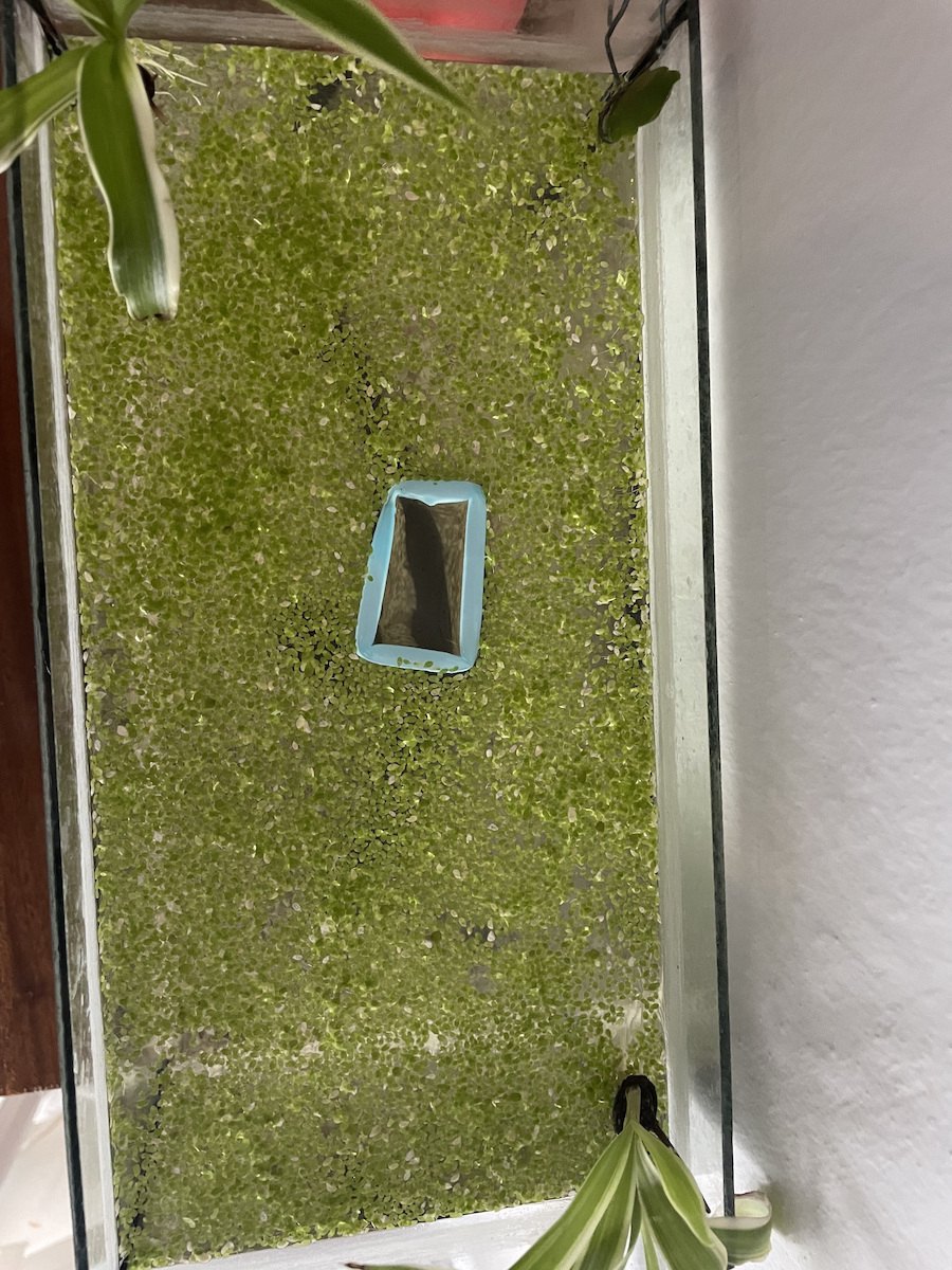 Misirlis Aquarium Lemna Minor Cup (Φακί)(ΦΠ)