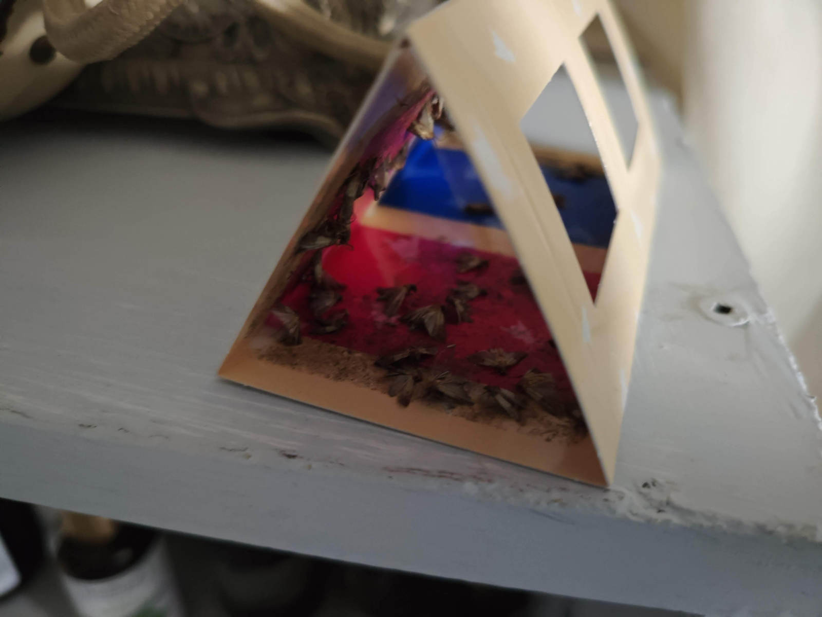 Vapona Lebensmittelmottenfalle 3 Stück Fallen für Motte 3cm