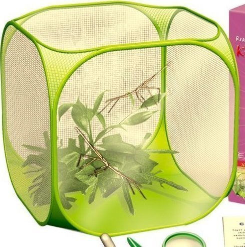 Brainstorm World Alive Stick Insect Kit Εργαστήριο για 5+ Ετών