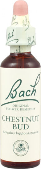 Bach Chestnut Bud Flower Essence in Drops 20ml