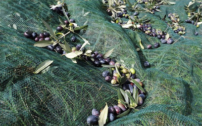 Olive Harvesting Net 100gr/m² 7x12m