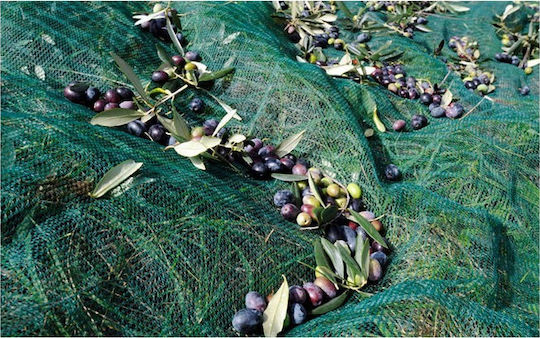 Ελαιόδιχτο 8x14m Πυκνότητας 100gr/m²