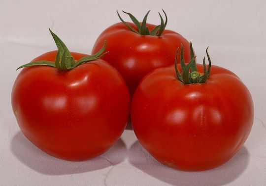 Syngenta Seeds Tomatoς 1000pcs