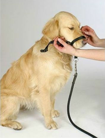 Trixie Training Dog Muzzle with Small 22cm Collar