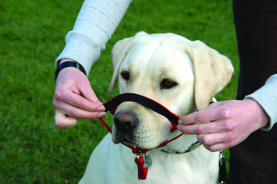 Halti Dog Muzzle Training Black 40-54cm