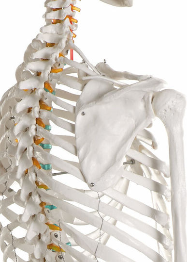 Erler Zimmer Human Skeleton Model