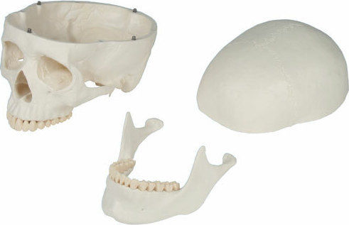 Erler Zimmer Human Skeleton Model