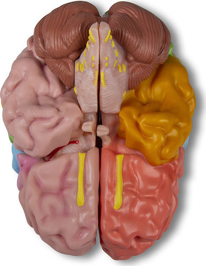 Erler Zimmer Manechin De Antrenament Medical Craniu/Cap