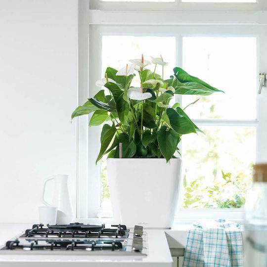 Lechuza Quadro LS Self-watering Pot Plastic 35.5x35.5x32.5cm.