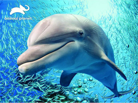 Kids Puzzle Dolphin for 3+ years+ Years 48pcs Prime3D