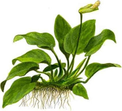Tropica Anubias Barteri Nana Large Live Aquarium Plant Anubias Barteri