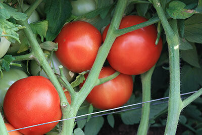 Elanco Σπόροι Τομάτας Zinnia 1000τμχ