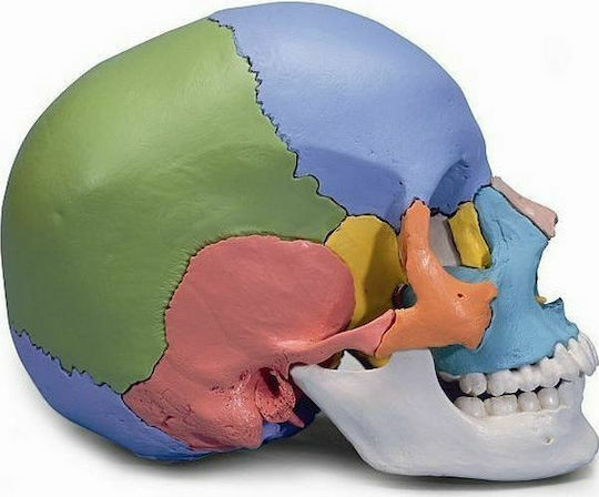 3b Scientific Medizinische Trainingsmannequin Schädel/Kopf