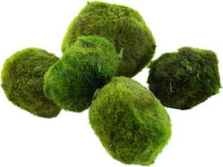 Tropica Cladophora Aegagropila Moss Ball Live Aquarium Plant