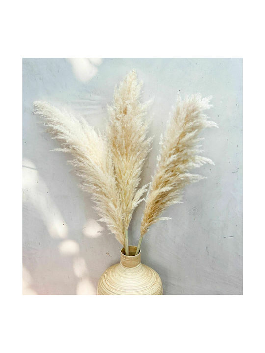 Fluffy Pampas Grass Natural M130cm | Dense Tassel 65cm XL