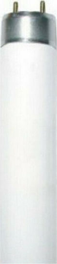 Diolamp Fluorescent Lamp for G13 Socket with T8 Shape 36W