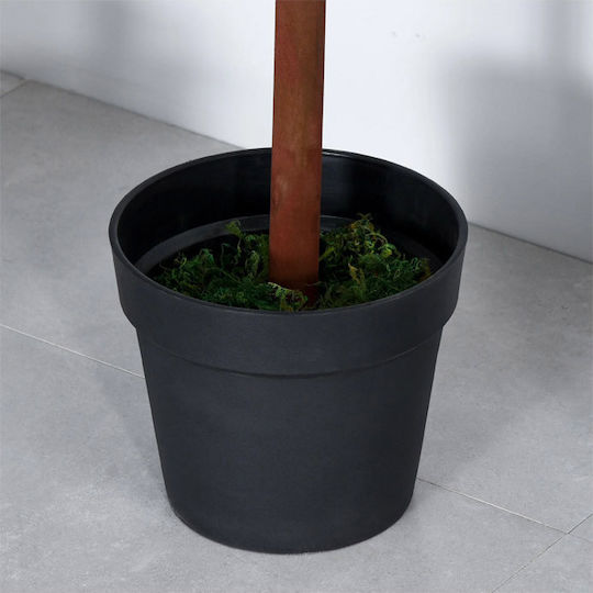 Πεύκο Εξωτερικού Χώρου 150cm 2τμχ Outsunny
