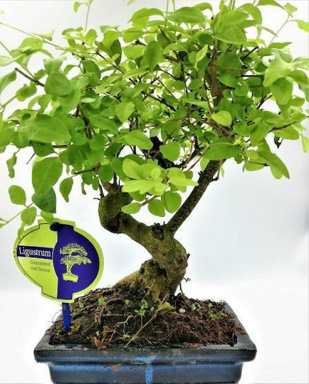 Φυτό Ligustrum Sinense
