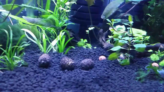 Dennerle Shrimp Soil Aquarium Soils / Substrates 4lt