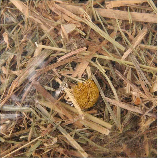 Flamingo Iarbă artificială pentru Hamster cu Mușețel Mountain Hay 500gr
