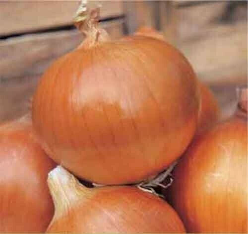 Bejo Σπόροι Κρεμμυδιού Valenciana Tardia de Exportacion 250000τμχ
