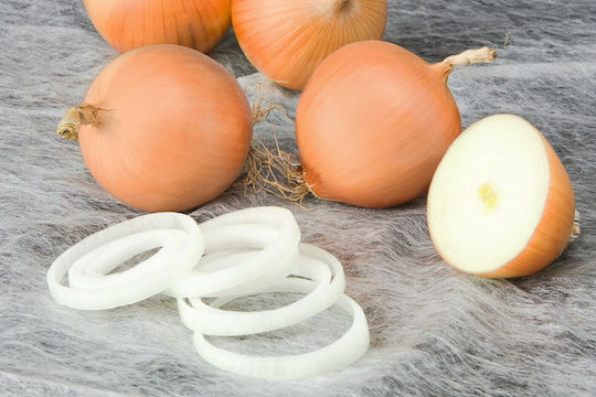 Bejo Zwiebeln Zwiebel Peso Kaffee 250000Stück