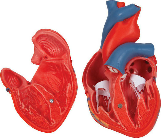 3b Scientific Internal Organs Model