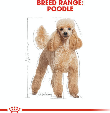 Royal Canin Poodle Adult 1.5kg Dry Food for Adult Small Breed Dogs with Poultry and Rice