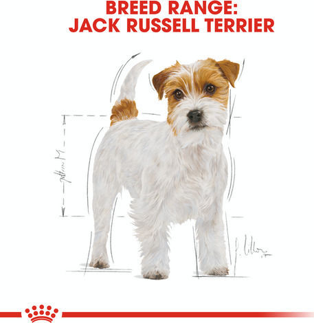 Royal Canin Adult Jack Russell Terrier 1.5kg Trockenfutter ohne Gluten für erwachsene Hunde kleiner Rassen mit Geflügel und Reis